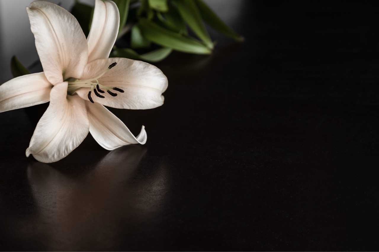 http://White%20orchid