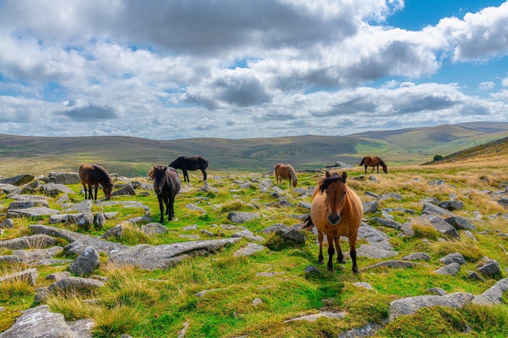 Wild horses at dartmoor national park