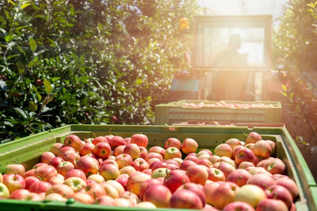 Apples being collected at Sheppys Cider