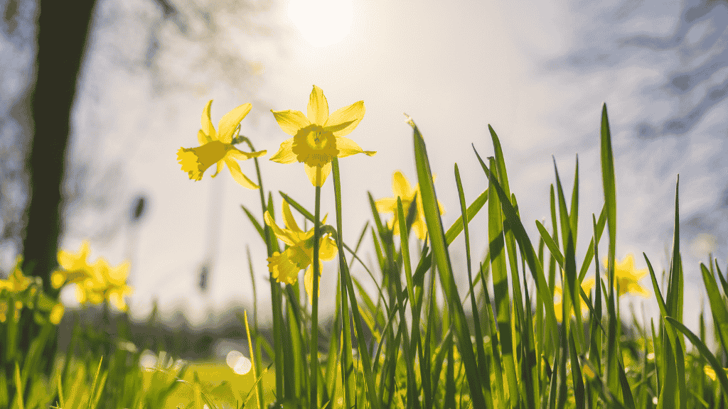 daffodils-in-the-sunshine-taunton-corner-house-hotel